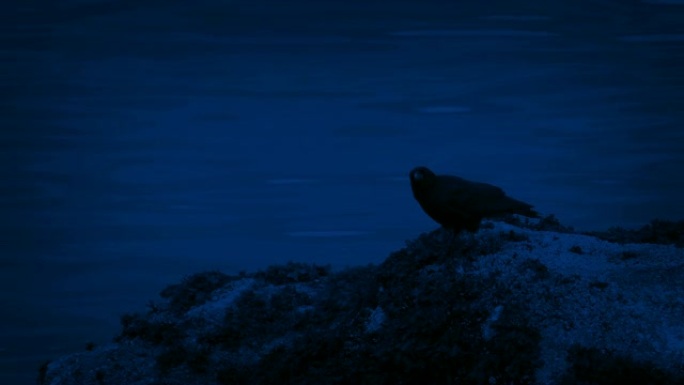 鸟在晚上从水堆上飞出岩石