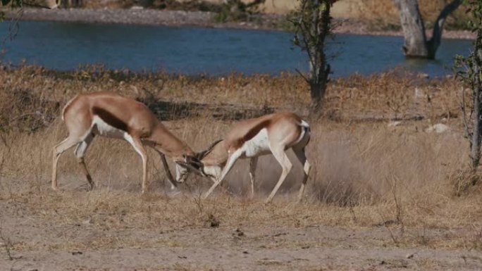 纳米比亚埃托沙国家公园，两只雄性跳羚在一个水坑边争夺统治权的4K特写镜头