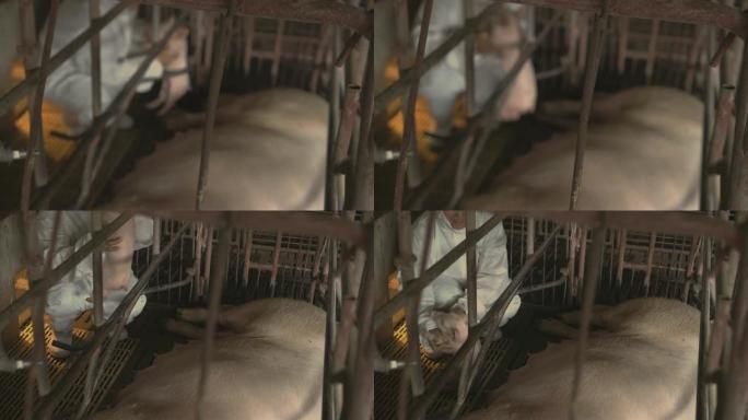 4k镜头模糊的亚洲兽医在工厂养猪场照顾猪，牲畜和家畜概念