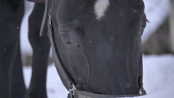 慢动作: 令人惊叹的马的大黑眼睛观察野外的降雪。