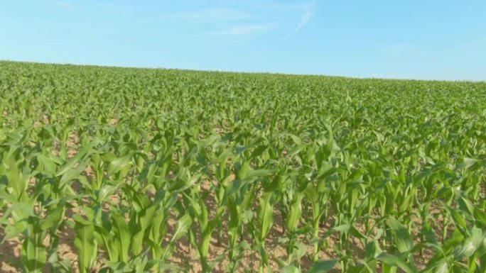 在阳光明媚的春天，悬停在一大片玉米地上的无人机电影视图