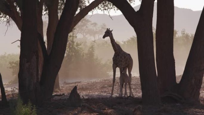 纳米比亚纳米布沙漠，一只雌性沙漠长颈鹿站在日落时的霍阿尼布山谷，而小长颈鹿正在吮吸奶