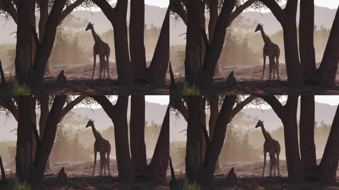 纳米比亚纳米布沙漠，一只雌性沙漠长颈鹿站在日落时的霍阿尼布山谷，而小长颈鹿正在吮吸奶