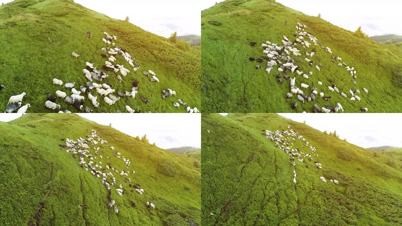 在阳光明媚的背景上的高山草坪上的羊群上方的飞行