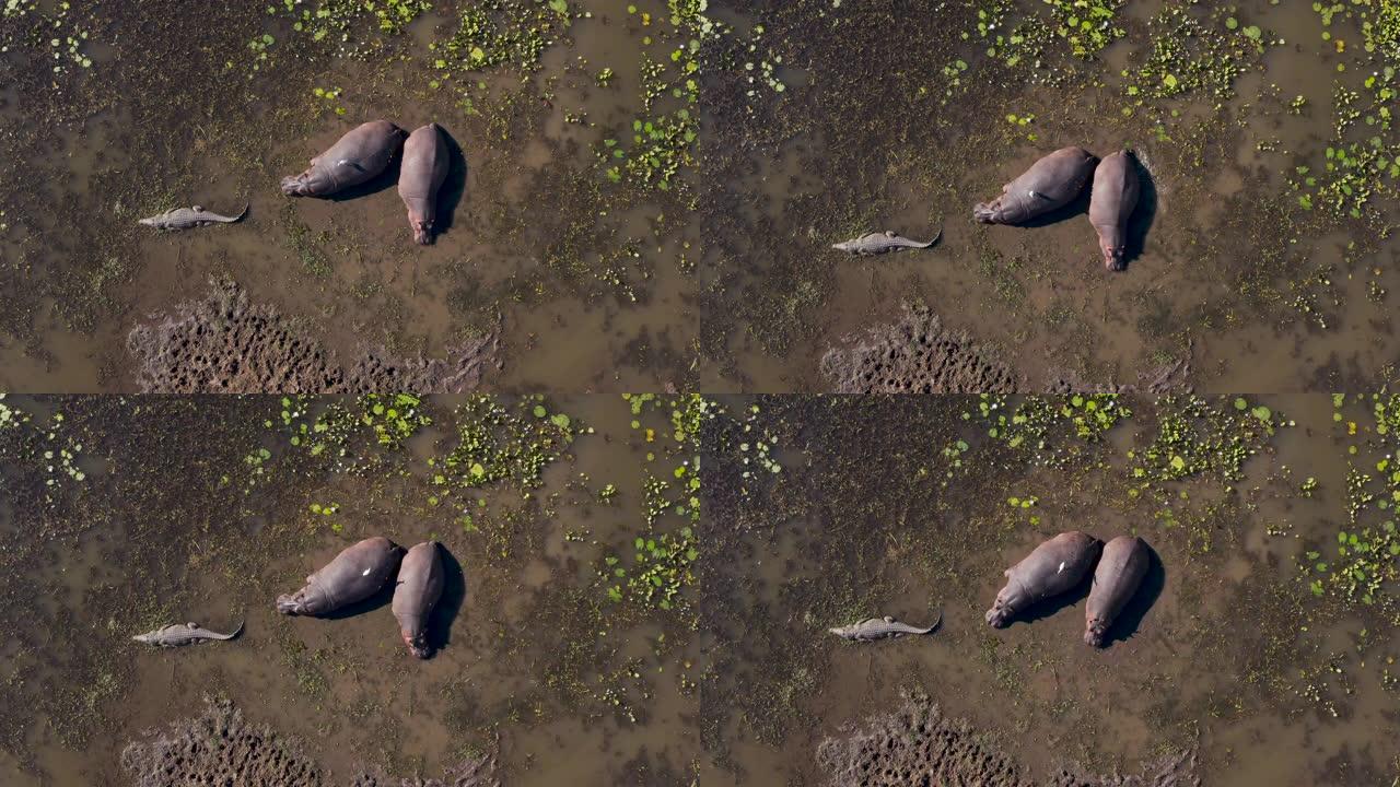 津巴布韦河流边缘浅水中的两只河马和一只鳄鱼的鸟瞰图