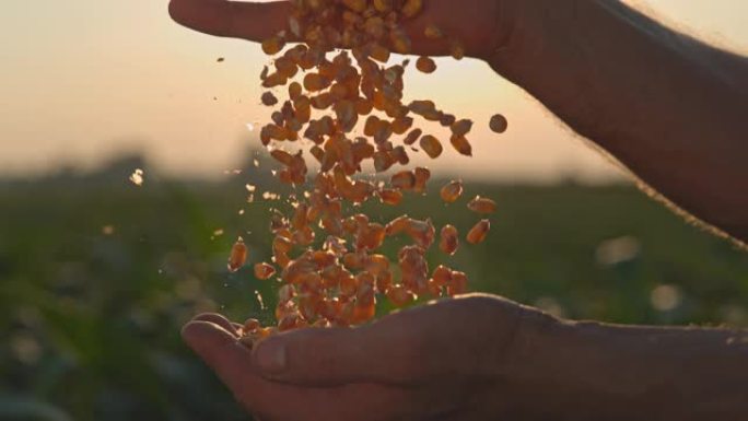 超级SLO MO农民在日落时拔罐玉米粒