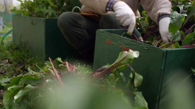 快乐的高加索人在花园里收获自己种植的甜菜根