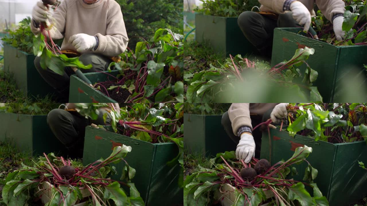 快乐的高加索人在花园里收获自己种植的甜菜根