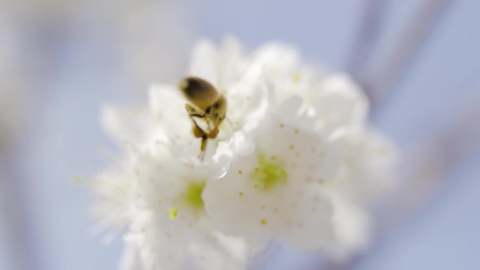 蜜蜂樱花