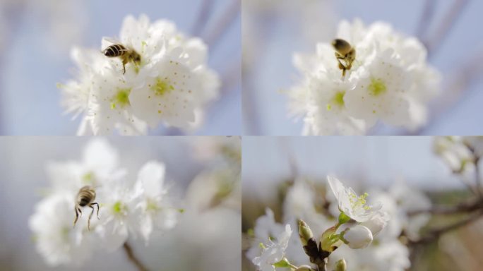 蜜蜂樱花