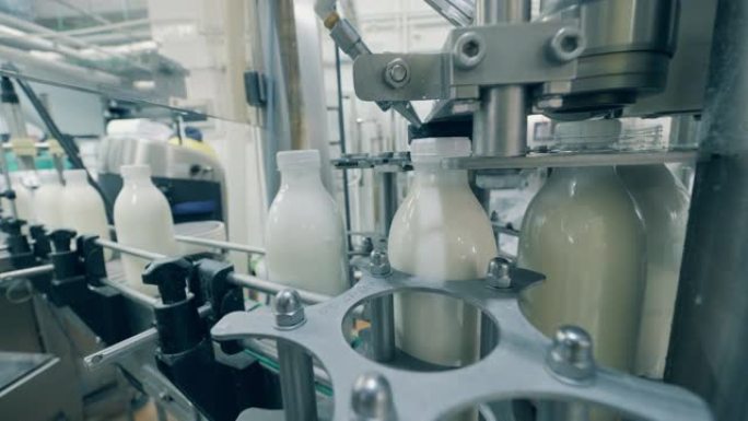 装有牛奶的瓶盖正在机械地装订。用牛奶灌装瓶子的自动化过程。