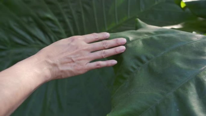 女性手触摸户外热带树叶