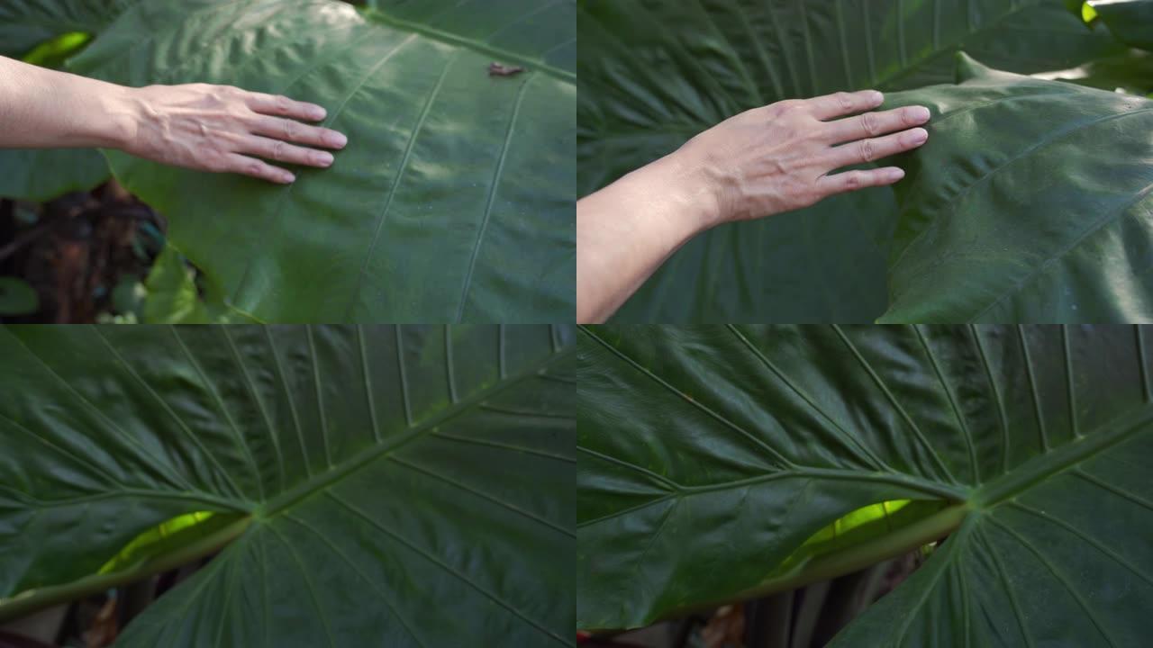 女性手触摸户外热带树叶