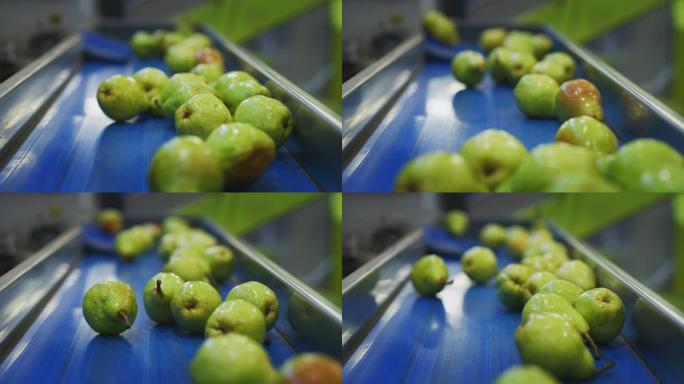 在水果包装和生产工厂中，高质量的生态和生物梨在传送带上移动