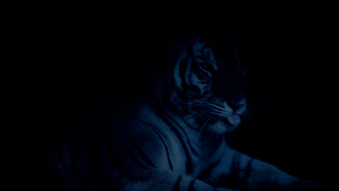 黄昏时分，老虎在洞穴里休息和清洁自己