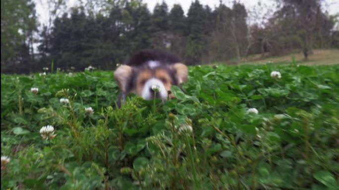 一只可爱的小狗柯基犬在草地上跑向相机