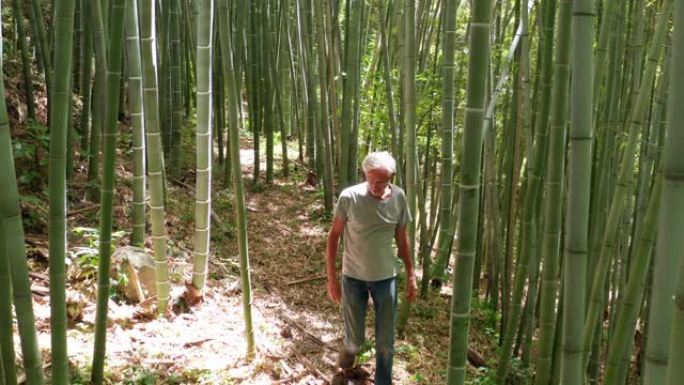 老年工人的慢动作正在森林中触摸竹树，用作可再生的可持续能源和不同类型的生态友好型绿色产品