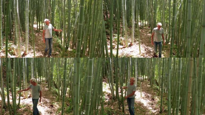 老年工人的慢动作正在森林中触摸竹树，用作可再生的可持续能源和不同类型的生态友好型绿色产品