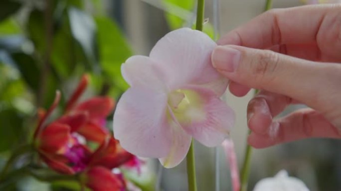 亚洲女人手触摸白色兰花花