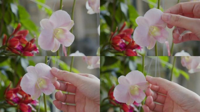 亚洲女人手触摸白色兰花花