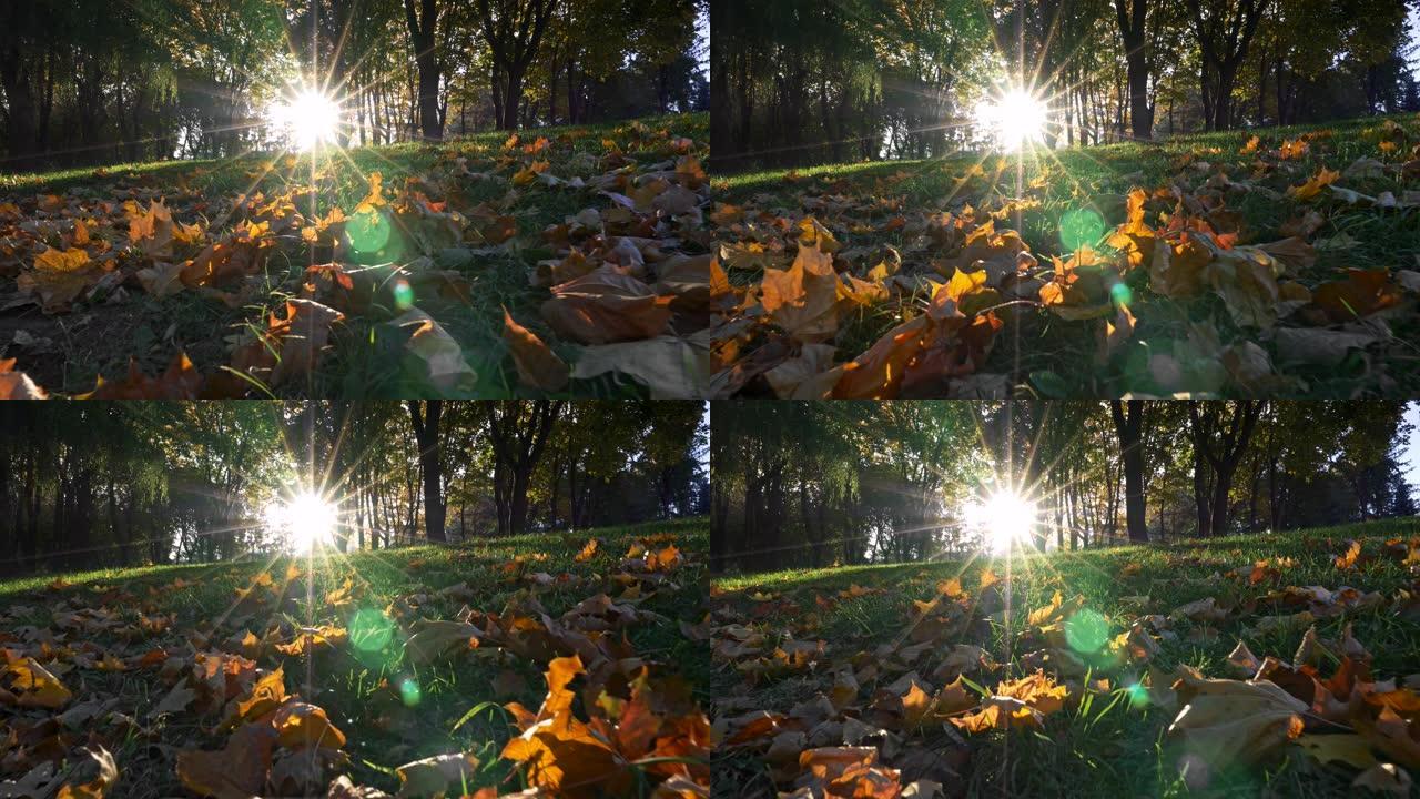 秋季公园的日出。相机在黄色秋叶上方的地面上移动，并割绿草。太阳像多束光的星星一样低垂，到处闪耀。UH