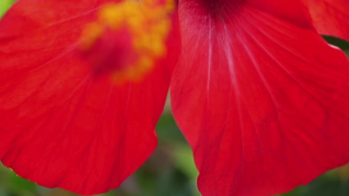 热带红色芙蓉花在树上。