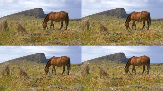 特写: 美丽的棕色马在复活节岛多风的草地上放牧