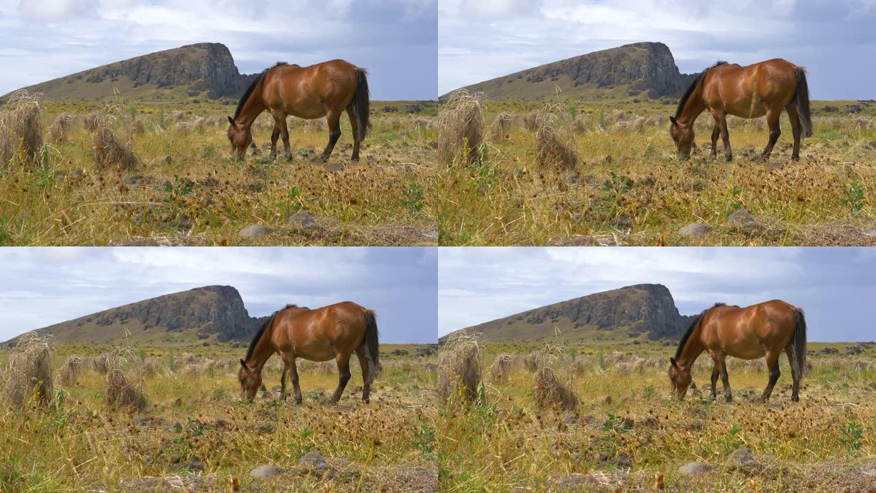 特写: 美丽的棕色马在复活节岛多风的草地上放牧