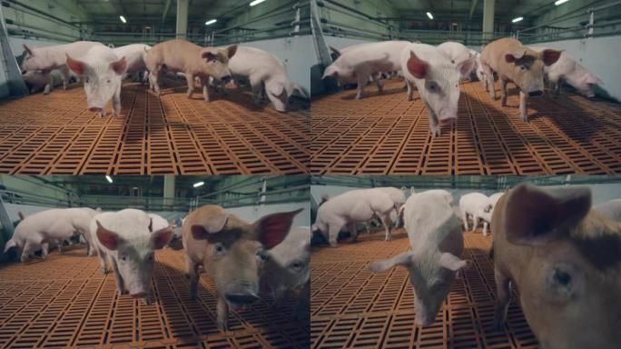 农场小猪正朝着摄像机移动。现代养猪场