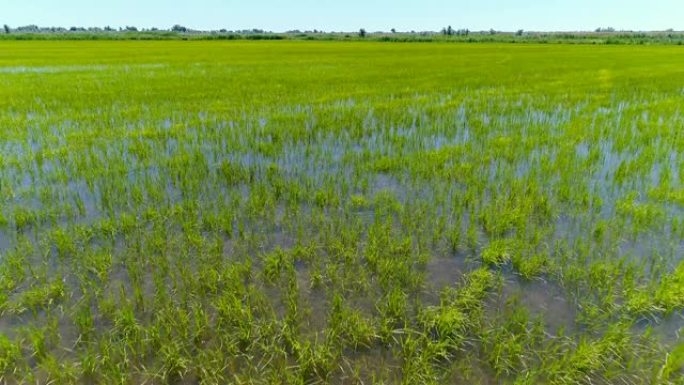 水稻种植的绿色田野观