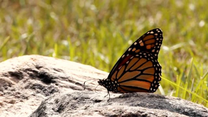 帝王蝶以慢动作从岩石上飞走。