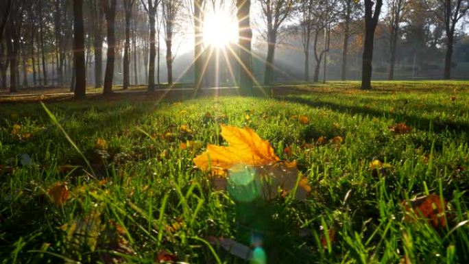 阳光和光束照亮了秋季公园的一切。黄色枫叶躺在切绿的草丛中。地面稳定镜头，4K