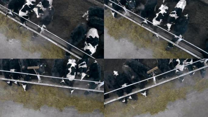牛在俯视图中吃饲料