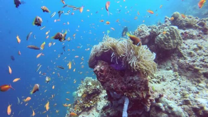 充满活力的珊瑚礁上丰富多彩的水下世界观，拥有不同种类的鱼类