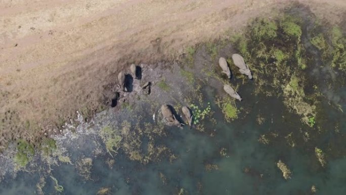 4k高空中变焦鉴于一小群大象在津巴布韦的河流中喝酒和洗泥