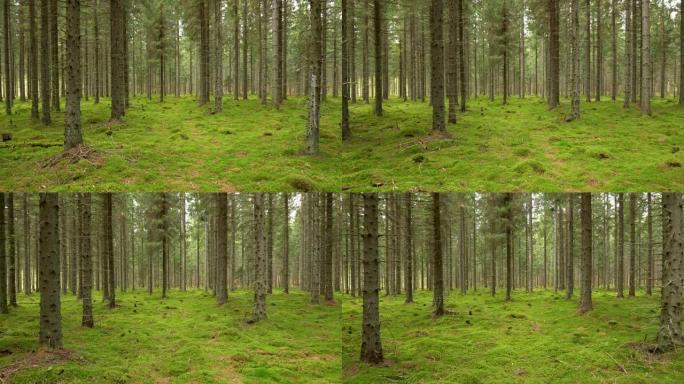 漫步神秘的常绿森林。覆盖着绿色苔藓的地面。4K