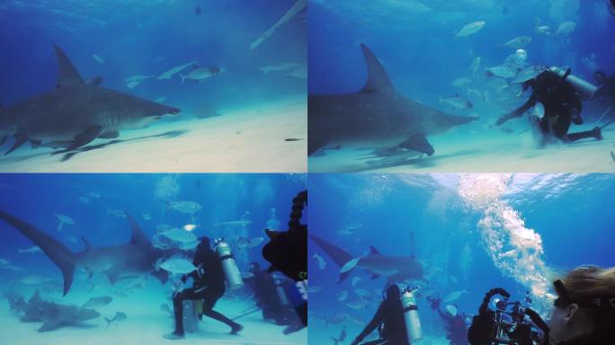 水下拍摄，是在鲨鱼中间拍照和录像的专业潜水员的水下拍摄。