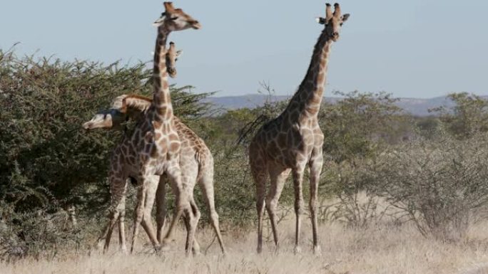 纳米比亚埃托沙国家公园四只雄性长颈鹿头部对接并争夺统治地位的4k视图