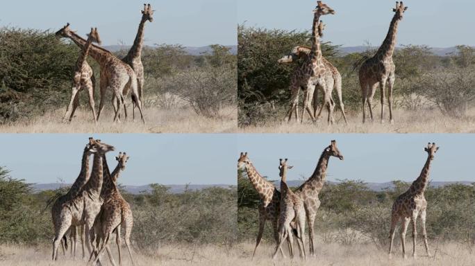 纳米比亚埃托沙国家公园四只雄性长颈鹿头部对接并争夺统治地位的4k视图