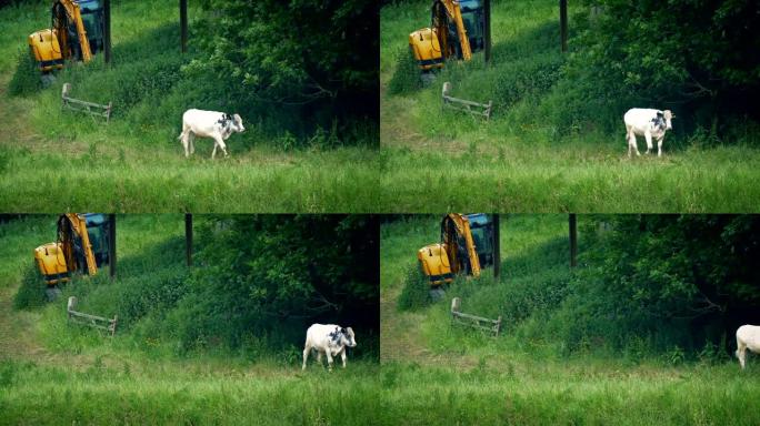 奶牛带着农用机器在田野里走过