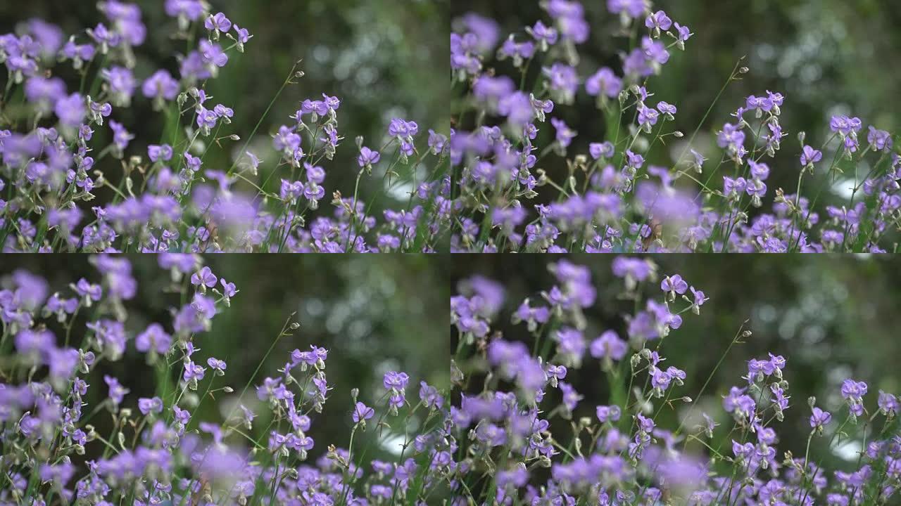 4k，Murdannia giganteum花田和绿色草地。