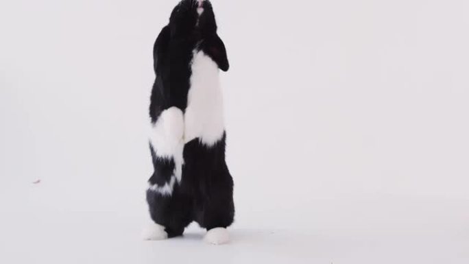 微型黑白翻牌耳兔站在白色背景下的后腿上