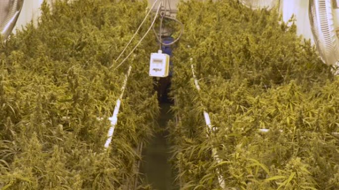 大麻农场药材种植培育