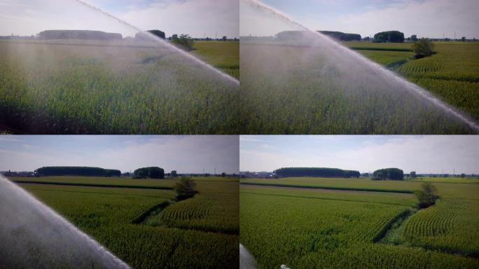 玉米田灌溉系统的天线 (管道水流完整视图)
