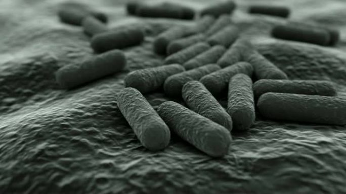 细菌菌落的4k显微镜视图。
