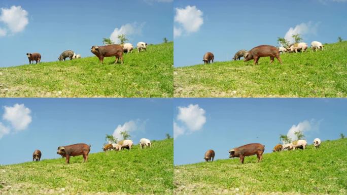 在农场上，一群美丽的猪 (粉红色，棕色) 在山坡和天空的背景下沿着山腰散步。