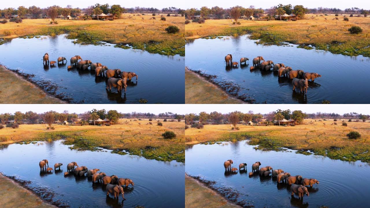 博茨瓦纳奥卡万戈三角洲图卢迪野生动物园营地前的水坑里一群繁殖的大象的鸟瞰图