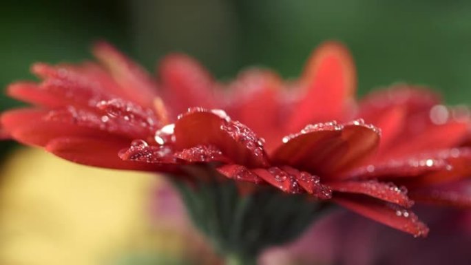 水滴倒在红色雏菊-非洲菊花的花瓣上。特写慢动作镜头。