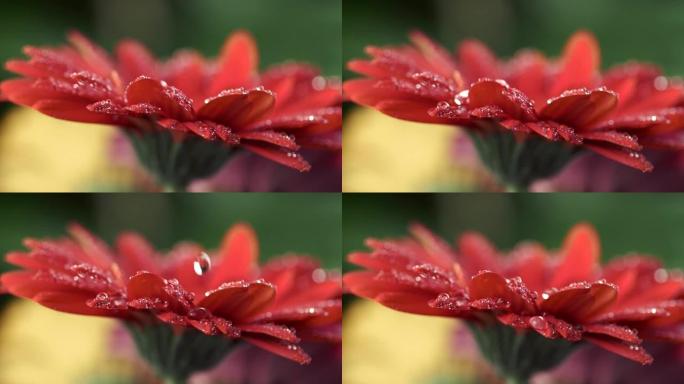 水滴倒在红色雏菊-非洲菊花的花瓣上。特写慢动作镜头。