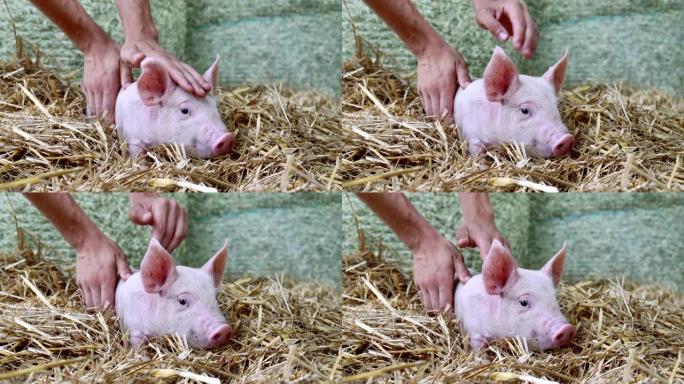 一只手爱抚着躺在刚出生的干草中的粉红色小猪。